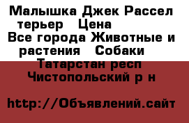 Малышка Джек Рассел терьер › Цена ­ 40 000 - Все города Животные и растения » Собаки   . Татарстан респ.,Чистопольский р-н